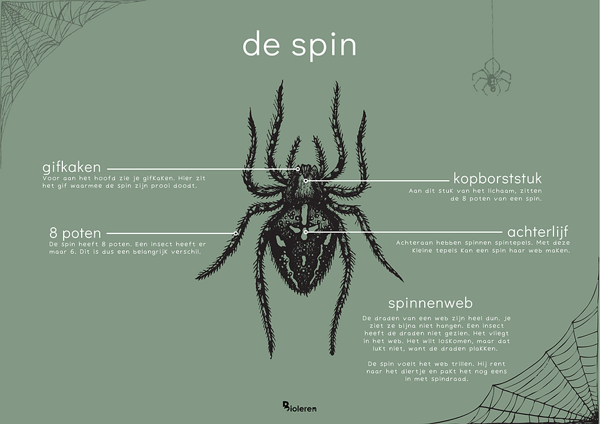 Spin en insect | Bioleren